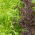 Mizuna - mieszanka odmian - Baby Leaf - 250 nasion