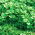 Baby Leaf - Portulaka warzywna