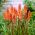 Kniphofia - Trytoma pomarańczowa - 1 kłącze
