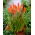 Kniphofia - Trytoma pomarańczowa - 1 kłącze