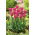Tulipan różowy Rose - 50 cebulek - paczka XXL!