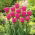 Tulipan różowy Rose - 50 cebulek - paczka XXL!