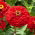 Cynia wytworna daliowa Scarlet Flame - 120 nasion
