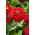 Cynia wytworna daliowa Scarlet Flame - 120 nasion