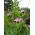 Groch siewny Turnia - 1 kg
