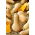 Dynia piżmowa - Butternut - 16 nasion