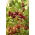 Agrest czerwony Hinnonmaki Red