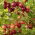 Agrest czerwony Hinnonmaki Red