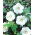 Ketmia syryjska, hibiskus William R. Smith - sadzonka P9