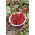 Komosa rózgowa - Strawberry Sticks - 120 nasion
