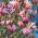 Magnolia Betty - sadzonka