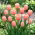Tulipan morelowy - Apricot - 5 szt.