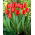 Tulipan Red Impression - 5 szt.