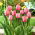 Tulipan Design Impression - 5 szt.