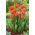 Tulipan Ad Rem - 5 szt.