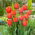 Tulipan Ad Rem - 5 szt.