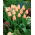 Tulipan morelowy - Apricot - 5 szt.
