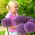 Czosnek ozdobny Round 'n Purple - 1 cebula
