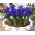 Irys botaniczny - Blue Hill - 10 cebulek