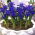 Irys botaniczny - Blue Hill - 10 cebulek