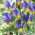 Irys holenderski - Mystic Beauty - 10 cebulek