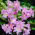 Amaryllis prawdziwy - Belladonna - duża paczka! - 10 szt.