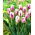 Tulipan Flaming Flag - opak. 5 szt.