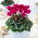 Cyklamen perski - Cyclamen persicum - duża paczka! - 10 szt.