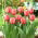 Tulipan Apricot Impression - duża paczka! - 50 szt.
