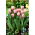 Tulipan Salmon Impression - duża paczka! - 50 szt.