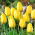 Tulipan Golden Parade - duża paczka! - 50 szt.