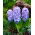 Hiacynt Delft Blue - op. 3 szt.
