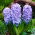 Hiacynt Delft Blue - op. 3 szt.