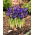 Irys botaniczny - Blue Note - duża paczka! - 100 szt.