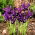 Irys botaniczny - Pauline - 10 cebulek