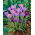 Krokus Barr's Purple - duża paczka! - 100 szt.