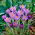 Krokus Barr's Purple - 10 cebulek