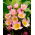 Tulipan botaniczny - Lilac Wonder - 5 cebulek