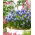 Szafirek Touch of Snow - 10 cebulek