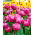 Tulipan Abigail - 5 cebulek