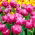 Tulipan Abigail - 5 cebulek
