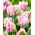 Tulipan Air - 5 cebulek