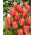 Tulipan Amazing Parrot - 5 cebulek