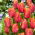 Tulipan Amazing Parrot - 5 cebulek