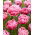 Tulipan Aveyron - 5 cebulek
