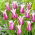 Tulipan Ballade - 5 cebulek