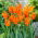 Tulipan Ballerina - duża paczka! - 50 szt.