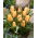 Tulipan Batalinii Bright Gem - 5 cebulek