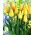 Tulipan Big Smile - 5 cebulek