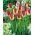 Tulipan Boston - 5 cebulek